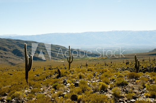 Picture of Cardon Cactus - Argentina